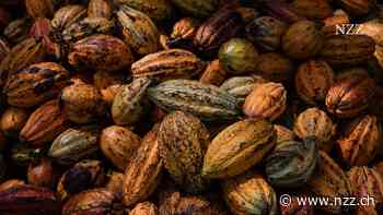 Vom Kakaoexportland zum Schokoladenland – zwei Unternehmer in Côte d’Ivoire und ihr Traum