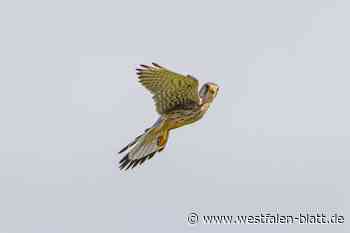 Naturerlebnisse, Folge 19: der Turmfalke
