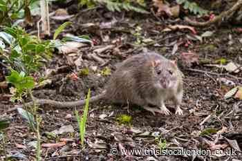 Expert shares 7 ways to keep rats out of your garden