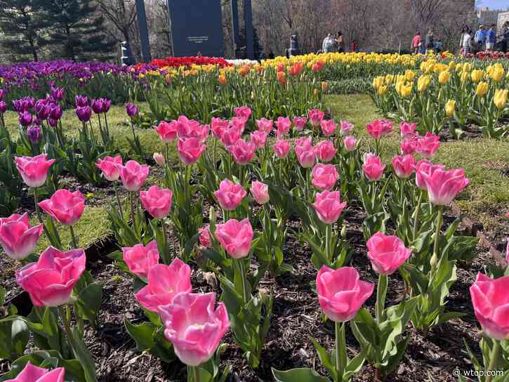 With cherry blossom season winding down in the DC area, these flowers will feed your springtime fix