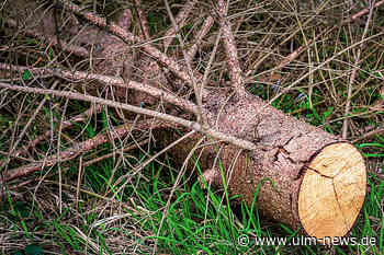 Gefahr durch Borkenkäfer – Waldbesitzende sollten jetzt handeln