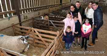 Pics as families meet newborn lambs at Elsham Hall and Thornton Abbey Maze