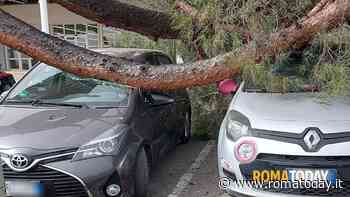 Albero cade sulle macchine nel parcheggio di un supermercato, tragedia sfiorata