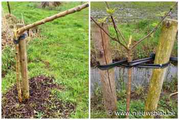 Zes perenboompjes in bloei vernield