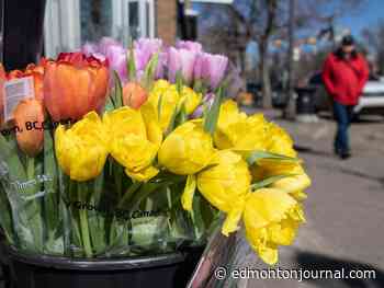 Edmonton Weather: It's no April fools joke, Spring is finally here in full force