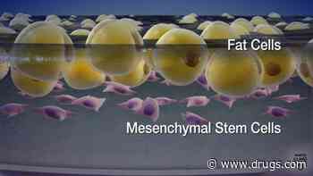 Stem Cells From Patients' Fat Can Help Treat Spinal Cord Injuries
