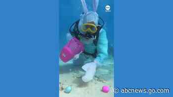 WATCH:  Easter Bunny hosts underwater egg hunt in the Florida Keys