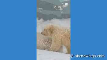WATCH:  Polar bear cubs make first steps at Siberian zoo