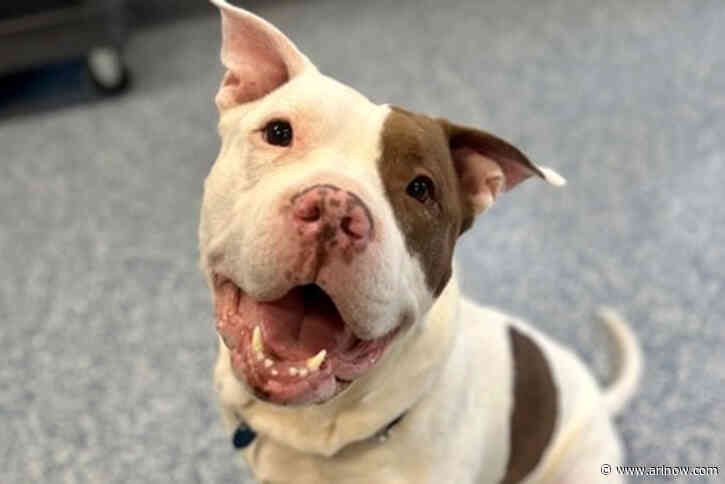 Adoptable Pet of the Week: Yam