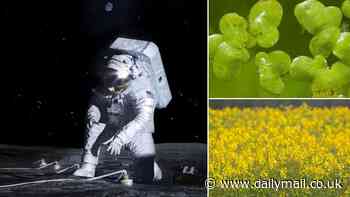 NASA to grow plants on the MOON: Astronauts will plant cress, duckweed and brassica on the lunar surface on the Artemis III mission in 2026