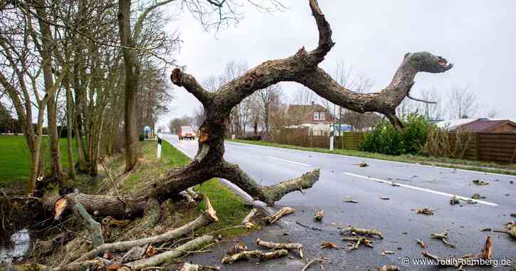 Fünf Tote durch umgestürzte Bäume in Polen