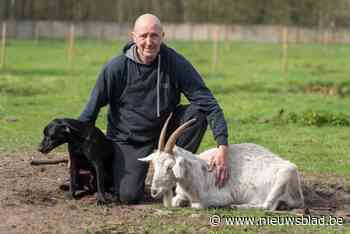 Vier ontsnapte wallaby’s uit Balen zijn weer terecht, eigenaar reageert: “De liefde voor dieren zit in ons bloed”