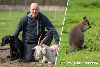 Vier ontsnapte wallaby’s uit Balen zijn weer terecht, eigenaar reageert: “Ik ben iets te zot van dieren”