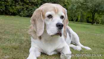 Why you SHOULD teach an old dog new tricks: It protects your pet from dementia, study suggests