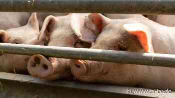 Studie zeigt Missverhältnis auf: Großteil der EU-Agrarförderung fließt in Tierprodukte