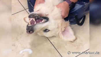 Video zeigt Rettung, nachdem Hund Ball verschluckt hat – Tierärztin erklärt, wie Sie richtig handeln