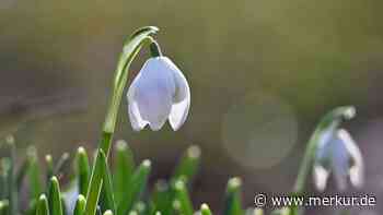 Bis zu 50.000 Euro Bußgeld: Frühlingsblumen dürfen nicht gepflückt werden