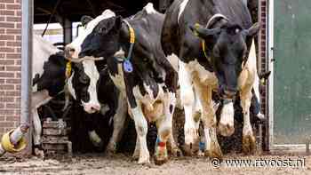 Met grote sprongen dansen de koeien voor het eerst weer de wei in