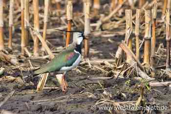 Der Vogel des Jahres braucht viel Schutz