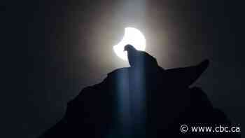 No, birds won't fall out of the sky on April 8