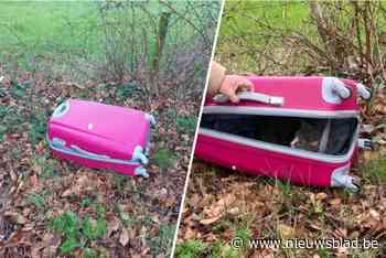 Wandelaars vinden gedumpte zwangere kat in koffer: “Pure mishandeling”