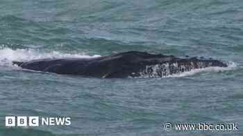 Trapped humpback whale cut free from fishing ropes