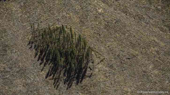 Federal review must include Canada’s underreported forestry emissions: Enviro groups