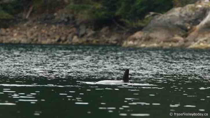 Stranded orca calf remains in B.C. lagoon, breaching at regular intervals
