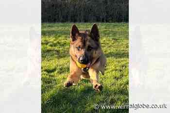 Car thief suspect wept when confronted by police dog in Ellesmere Port