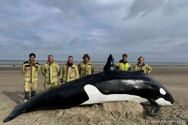 Meest geslaagde 1 april-grap: “Levensechte orka aangespoeld op strand”