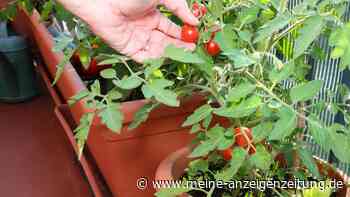 Tomaten im Topf anbauen – das Wichtigste von Standort bis Sorten