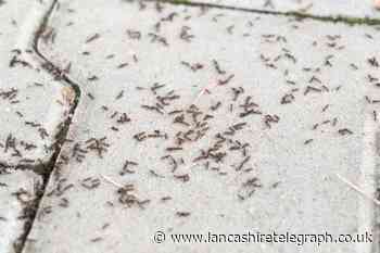 How to get rid of ants in the garden - Safe expert tips