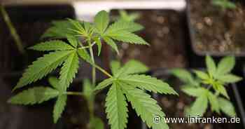 Baumärkte wollen vorerst keine Cannabis-Samen verkaufen