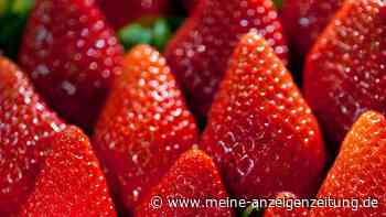 Noch etwas Geduld - bei Erdbeeren auf die Erntezeit achten