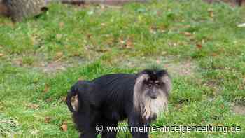 Bartaffe aus Leipziger Zoo gestohlen