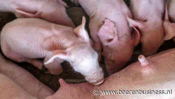 Biggenmarkt laat opleving definitief achter zich