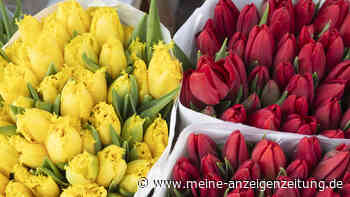 Trick beim Blumenkauf: Woran Sie frische Tulpen leicht erkennen