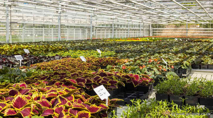 Free plants from Hyde Park for local charities