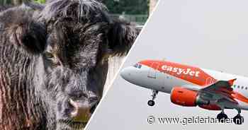 Mehmet A. vergreep zich aan koe Laura en kreeg geld mee bij uitzetting naar Turkije: dit is hoe dat werkt