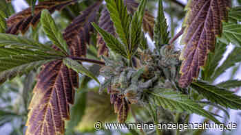 Autoflowering Cannabissamen - Alles zum vereinfachten Anbau