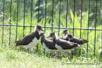 Natuurhulpcentrum helpt kieviten door hun eieren uit te broeden: “Broedmachines staan klaar”