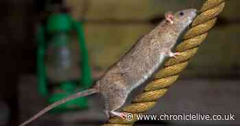 Pest catching expert explains how to keep rats 'size of small dogs' out of your house