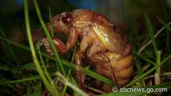 Cicadas are nature's weirdos. They pee stronger than us and an STD can turn them into zombies