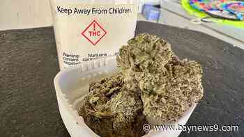 Medical marijuana patient has mixed feelings about recreational ballot initiative