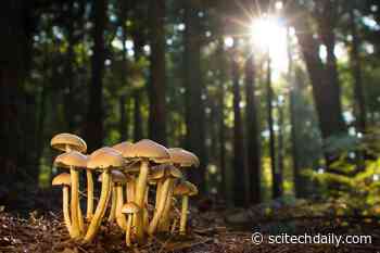 The Secret Behind Fungi’s Remarkable Growth: Scientists Have Discovered an Evolutionary “Tipping Point”