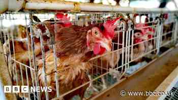 Scotland proposes UK's first ban on caging laying hens