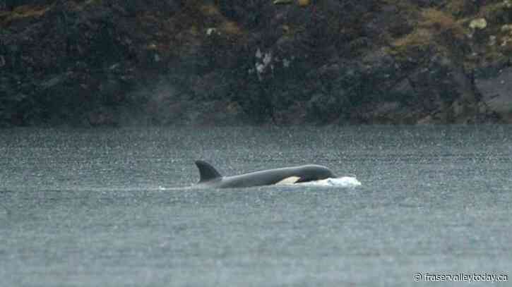 Rescuers launch feeding plan for killer whale calf stranded in remote B.C. lagoon