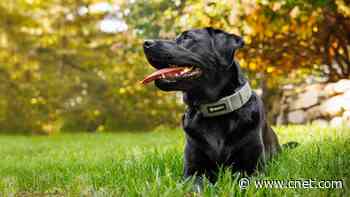 Is This GPS Dog Collar More High-Tech Than Your Smartwatch?     - CNET
