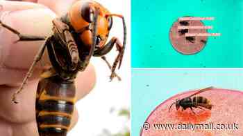 Could ROBOTS be the key to protecting Britain against an Asian hornet invasion? Scientists train AI to detect the predators and raise the alarm