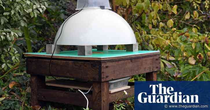 Early warning system to track Asian hornets unveiled by UK researchers